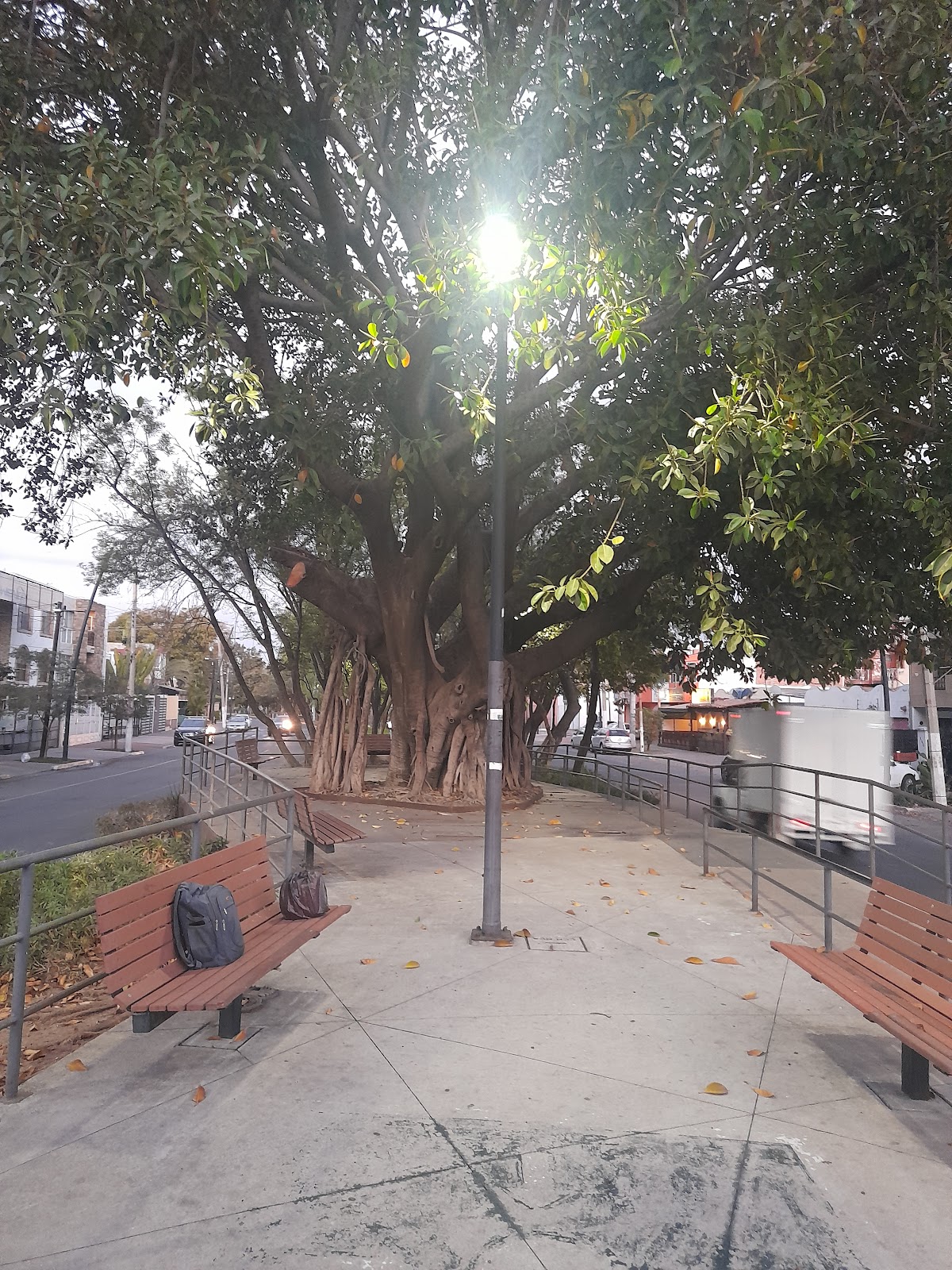 Arbol de Hule, Parque Lineal Normalistas