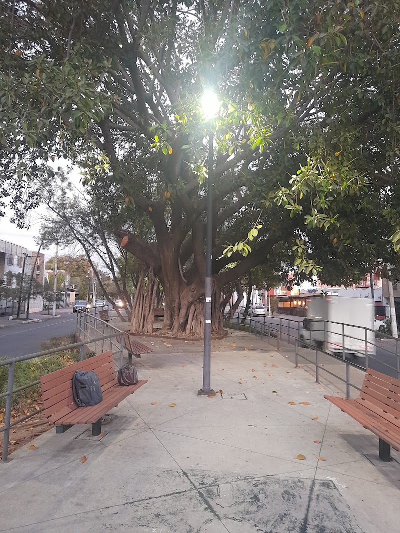 Arbol de Hule, Parque Lineal Normalistas